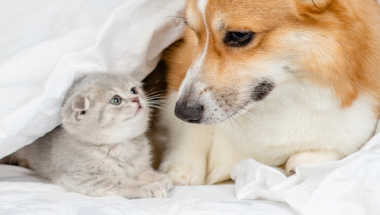 犬と猫が見つめ合っている様子