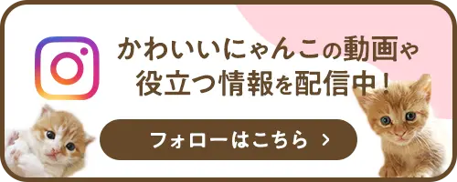 かわいいにゃんこの動画や役立つ情報を配信中