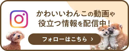 かわいいわんこの動画や役立つ情報を配信中